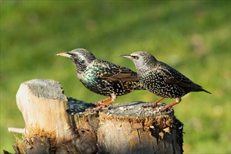 Starling two birds standing on tree trunk next to each other on the left