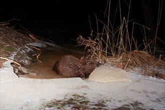 European beaver (Castor fiber) opens frozen access in winter at the beaver lodge, Thuringia,