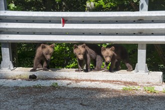 Three young brown bears curiously exploring a crash barrier at the roadside, European brown bear