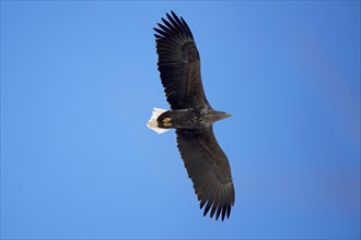 A white-tailed eagle (Haliaeetus albicilla) spreads its wings and flies in front of a clear blue