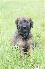 An attentive puppy with a collar sits in the grass, Briard (Berger de Brie), puppy, 8 weeks old