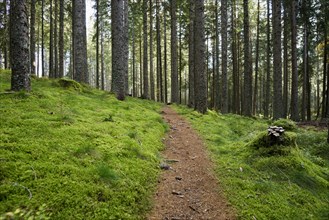 Spruce forest with moss and hiking trail, near Hinterzarten, Black Forest, Baden-Wuerttemberg,