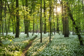 A path leads through a deciduous forest with white flowering ramson (Allium ursinum) in spring.