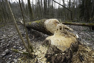 European beaver (Castor fiber), tree felled by a beaver, Thuringia, Germany, Europe