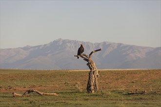 Iberian Eagle (Aquila adalberti), Spanish Imperial Eagle, Extremadura, Castilla La Mancha, Spain,