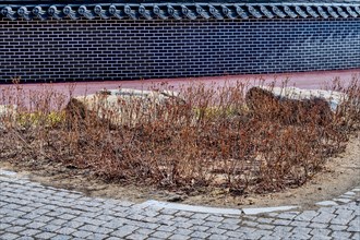 Plants and boulders beside brick sidewalk with brick wall in background in South Korea