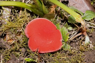 Austrian Goblet red fruiting body in green moss