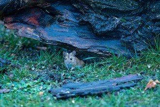 Wood mouse standing in green grass looking down in front of tree trunk