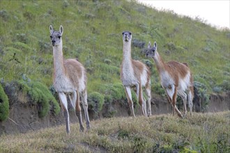 Guanaco (Llama guanicoe), Huanaco, group of animals running, adult, Torres del Paine National Park,