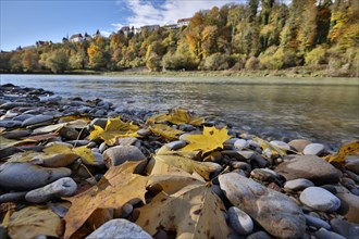 Yellow maple leaves lie on grey stones on the banks of a river in autumn, in the background a