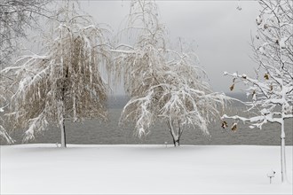 Nature, winter, trees covered with snow on a riverside, Province of Quebec, Canada, North America