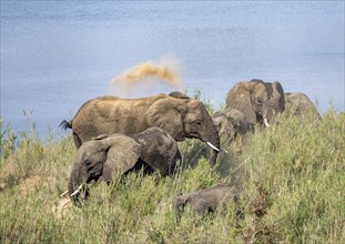 African elephants (Loxodonta africana), on the banks of the Sabie River, taking a dust bath, Kruger