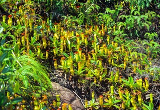 Seychelles, flora, pitcher plants, Africa