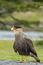 Southern crested caracara (Caracara plancus) standing on the ground, Tierra del Fuego National