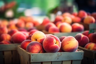 Baskets with peach fruits at farmer's market. KI generiert, generiert AI generated