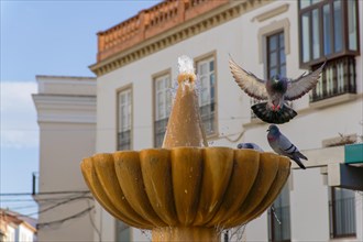 Pigeon with open wings perching on a fountain to drink water