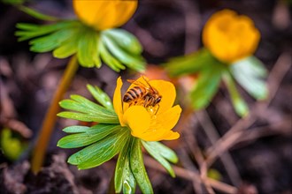 Honey bee (Apis mellifera Linnaeus) on the flower of a winter aconite (Eranthis hyemalis), Jena,