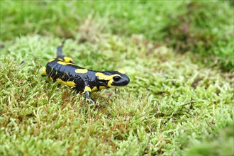 Fire salamander (Salamandra salamandra), running over moss, Wildlife, North Rhine-Westphalia,
