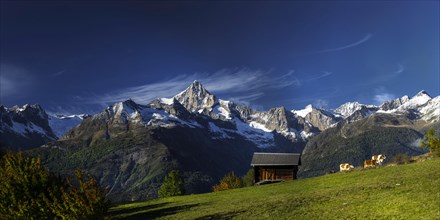 Visperterminen with the Bietschhorn in the Swiss Alps, cow, hut, idyll, idyllic, summer, mountain