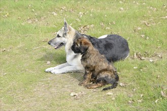 A puppy and an older dog playing together in a meadow, Briard (Berger de Brie), puppy, 8 weeks old