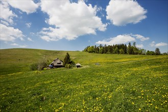Mountain inn and flower meadow, Hinterwaldkopfhuette, Hinterwaldkopf, Hinterzarten, Black Forest,