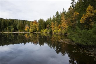 Lake and autumn forest, Mathisleweiher, near Hinterzarten, Black Forest, Baden-Wuerttemberg,