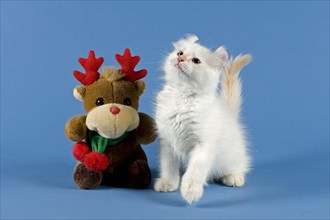 American-Curl kitten, age 17 weeks, colour seal torbie point with white, Christmas, studio picture