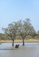 African elephant (Loxodonta africana), bull standing in the water at a lake, between two trees,