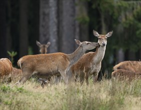 Red deer (Cervus elaphus) hind, red deer and slender deer standing on a forest meadow, social