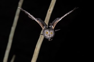 African scops owl (Otus senegalensis) in flight, Namibia, Africa