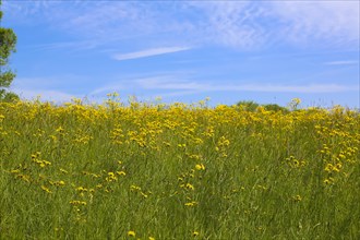 Flower meadow, landscape, yellow wildflowers, meadow hawkweed (Hieracium caespitosum), summer mood,