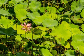 Beautiful water lily surrounded by large green lily pad leaves in shade on sunny morning