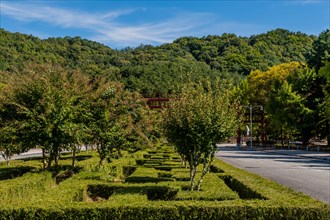 Rows of trees and manicured hedge rows next to paved road in public park in South Korea