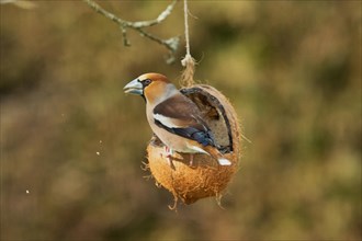 Hawfinch with food in beak sitting on food dish looking left