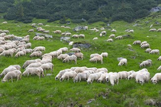 A large flock of sheep grazing peacefully on a green meadow in a hilly landscape, Transfogarasan