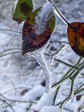 Icicles on wilted rose petals, black ice, Close Up, Westend-Nord, Frankfurt am Main, Hesse,