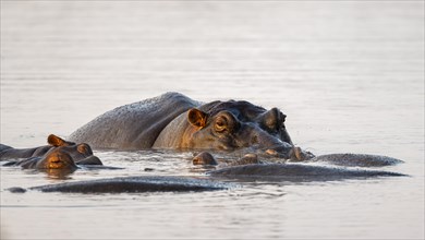 Hippos (Hippopatamus amphibius) in the water at sunset with reflection, adult, Sabie River, Kruger
