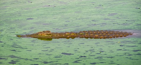 Nile crocodile (Crocodylus niloticus) in water with algae, Kruger National Park, South Africa,