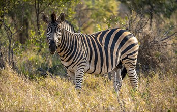 Plains zebra (Equus quagga) in dry grass, African savannah, adult male, Kruger National Park, South