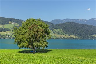 Lake Lucerne near Beckenried with view of the Rigi, Canton Niewalden, Switzerland, Lake Lucerne,