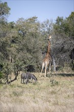 Southern giraffe (Giraffa giraffa giraffa) eating leaves in a tree and plains zebra (Equus quagga)
