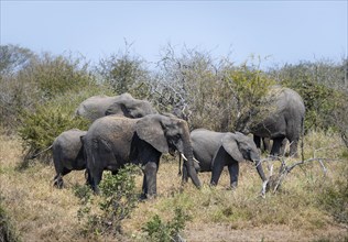 African elephants (Loxodonta africana), herd, Kruger National Park, South Africa, Africa