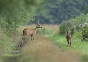 European roe deer (Capreolus capreolus), doe and fawn standing on a dirt track, wildlife, Lower