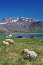 Sheep in a meadow, houses on a fjord in a barren landscape, Igaliku, North America, Greenland,