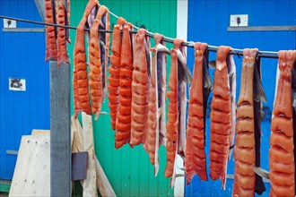 Fish being hung up to dry, old preservation method, Maniitsoq, Greenland, Denmark, North America