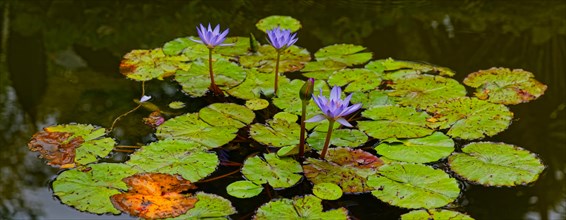 Purple water lilies on a pond with green leaves, Terra Nostra Park, Furnas, Sao Miguel, Azores,