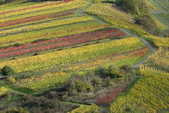 View of the autumnal vines on the Petersberg near Neef, Moselle, Rhineland-Palatinate, Germany,