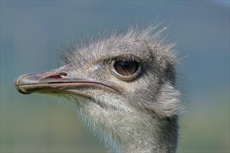 Common ostrich (Struthio camelus), animal portrait, captive, distribution Africa, Germany, Europe