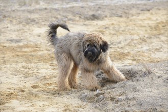 Briard, young, 7 months old, sand