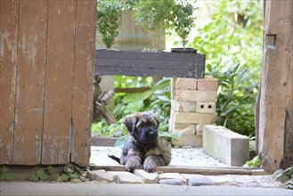 A curious puppy looks out of a door frame in a green garden area, Briard (Berger de Brie), puppy, 8